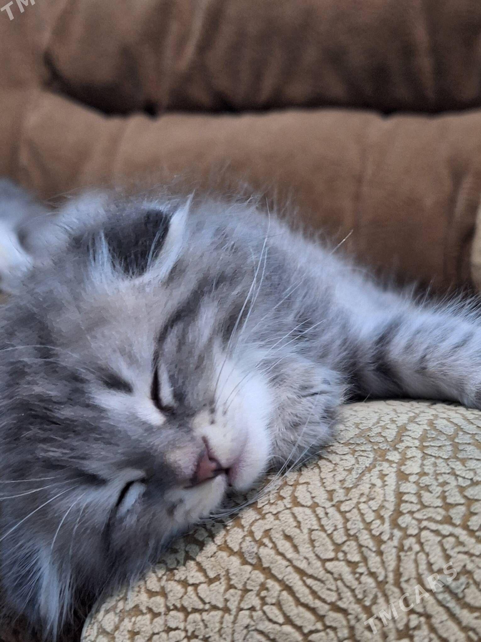 Виславуха - Büzmeýin GRES - img 2