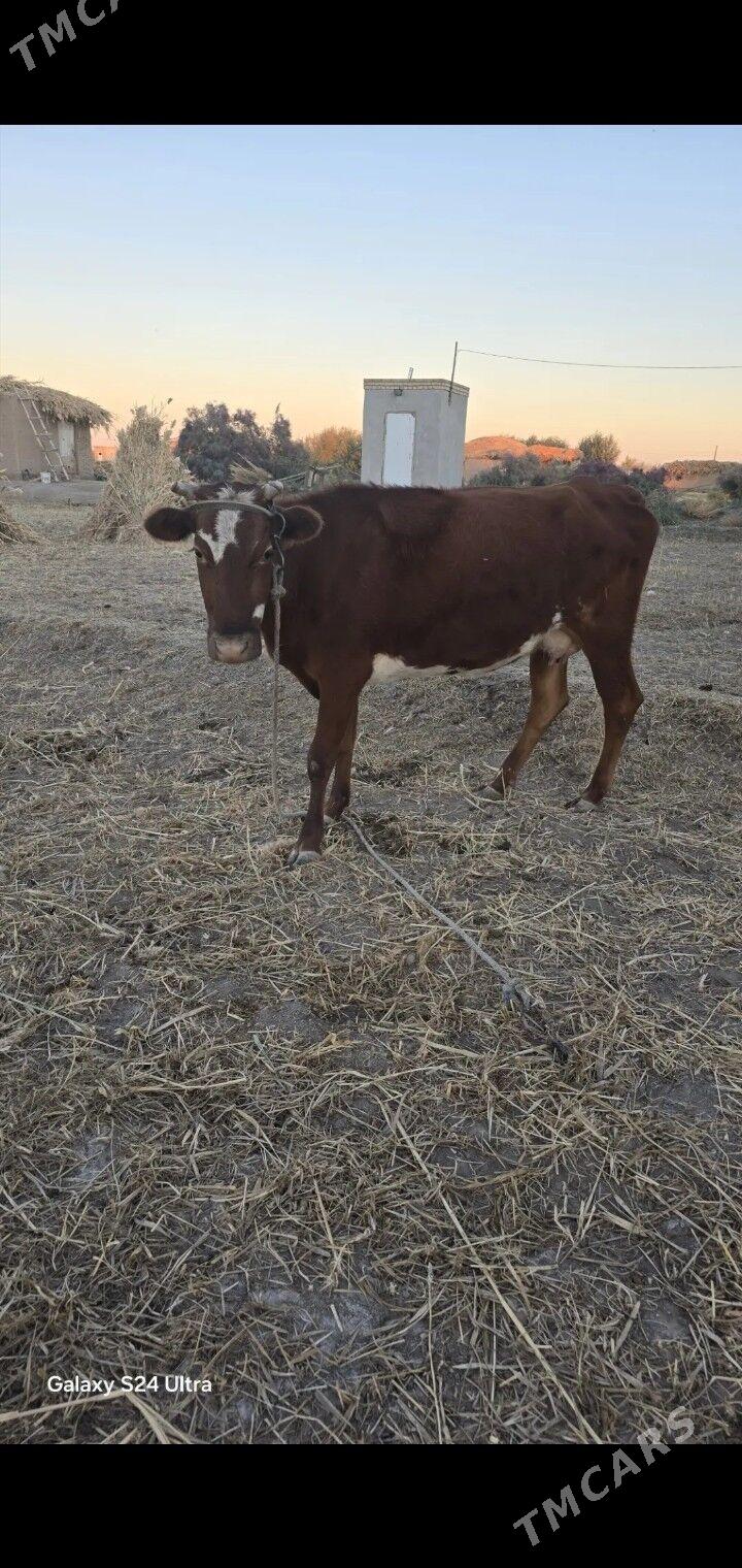 gysyr gacar - Губадаг - img 1