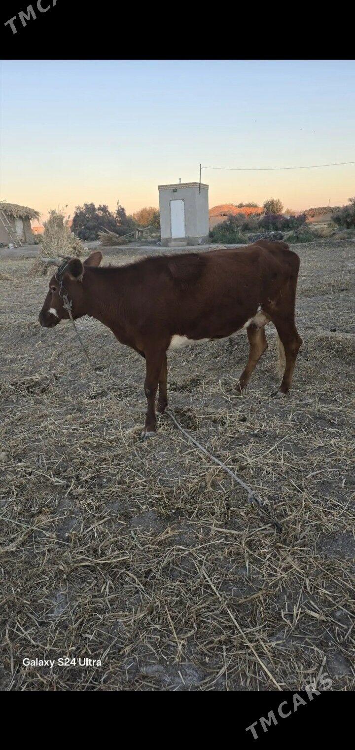 gysyr gacar - Губадаг - img 2