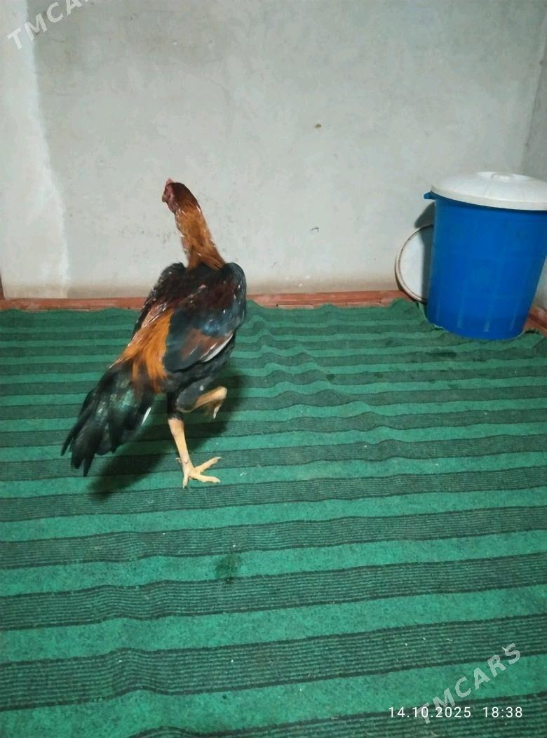 ozbek  xoraz - Шабатский этрап - img 2