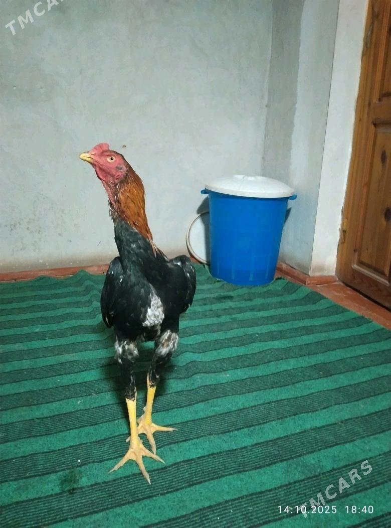 ozbek  xoraz - Шабатский этрап - img 4