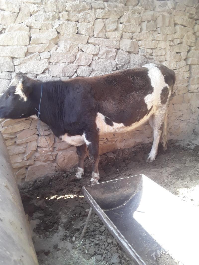 bakilan sygyr - Магданлы - img 1