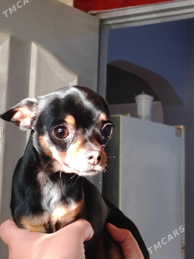 той терьер мини - Aşgabat - img 2