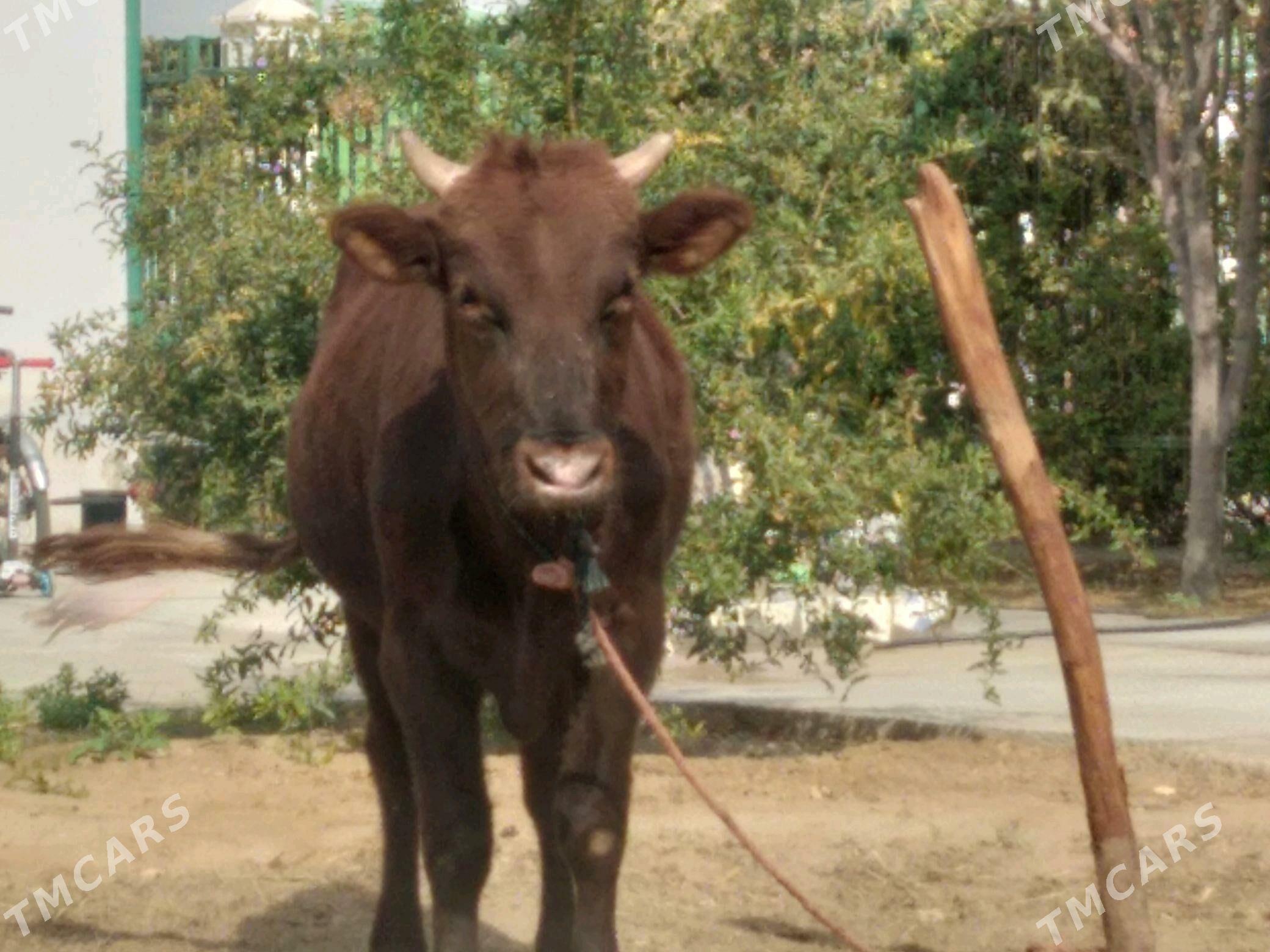 Okuz - Aşgabat - img 1