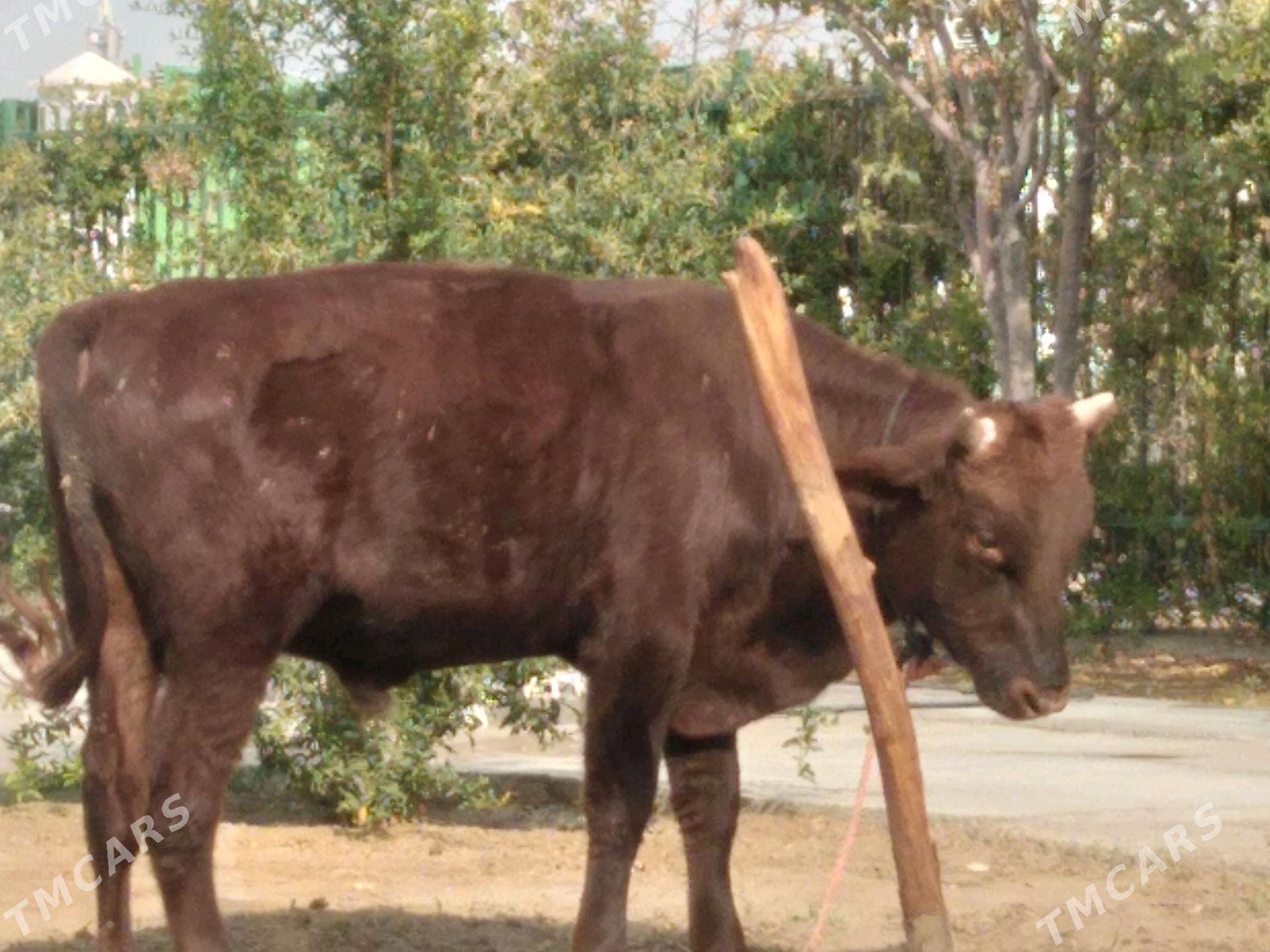 Okuz - Aşgabat - img 3