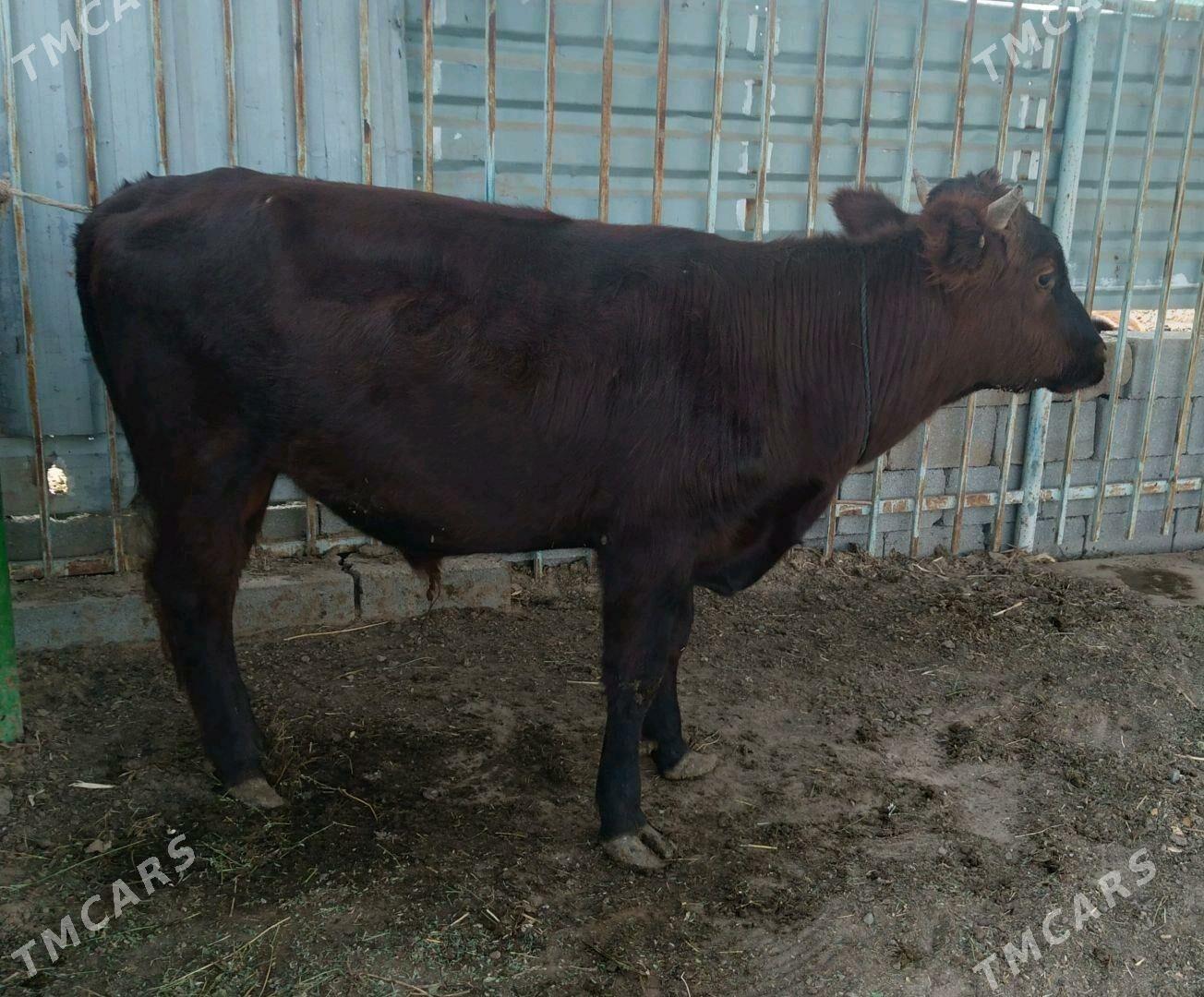 Okuz - Aşgabat - img 2