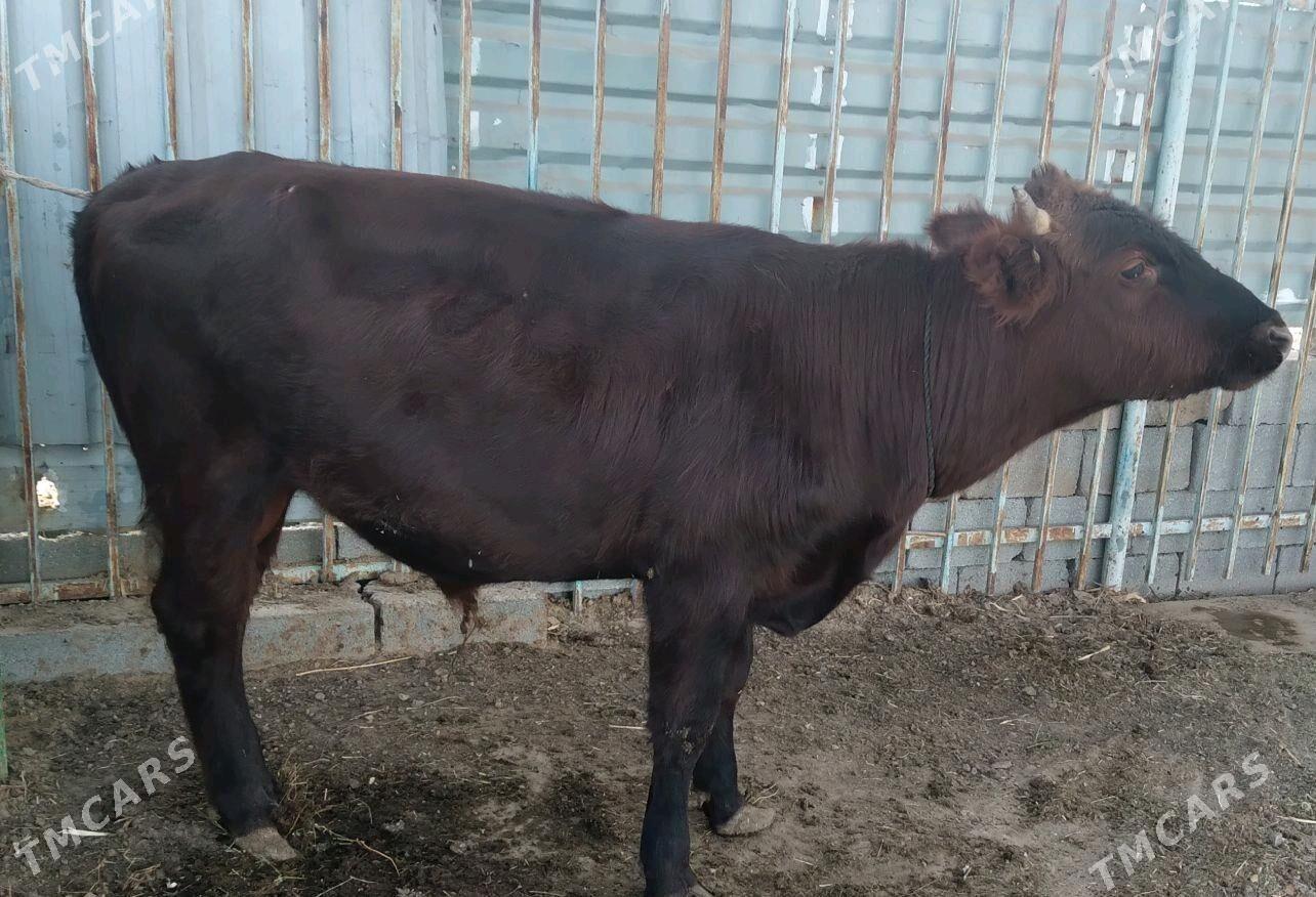 Okuz - Aşgabat - img 4