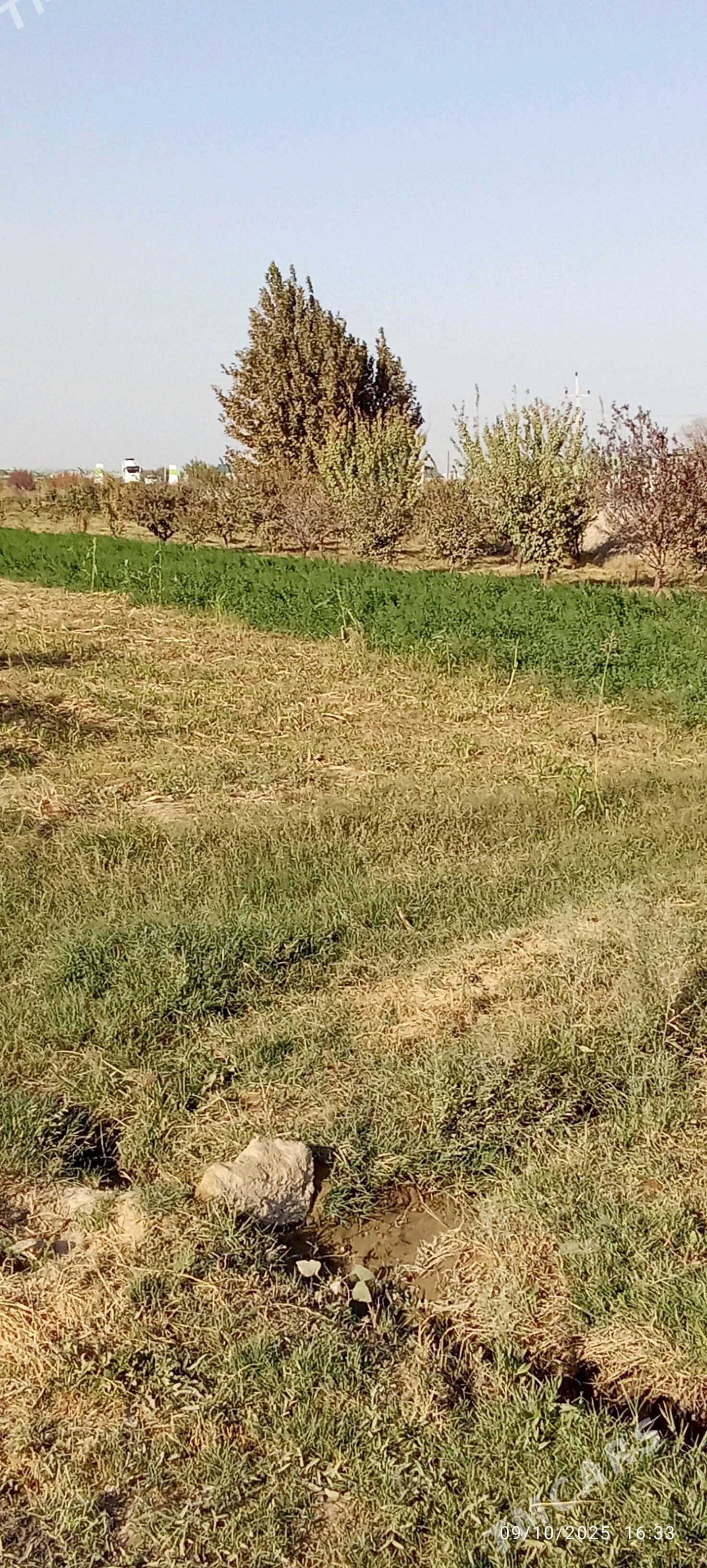 satlyk gekdar - Гёкдепе - img 6