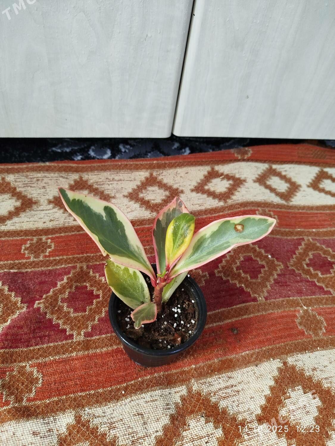 пеперомия - Ruhabat (90-njy razýezd) - img 2