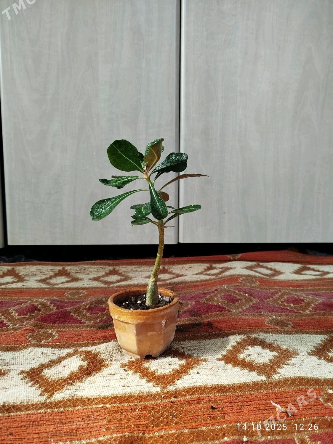 пеперомия - Ruhabat (90-njy razýezd) - img 3