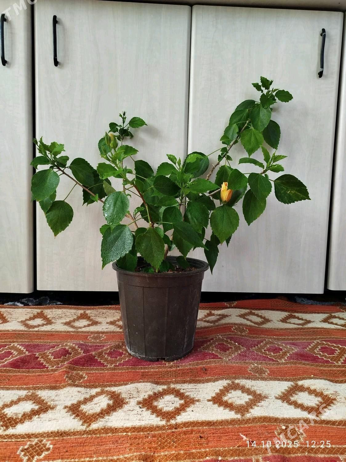 пеперомия - Ruhabat (90-njy razýezd) - img 4