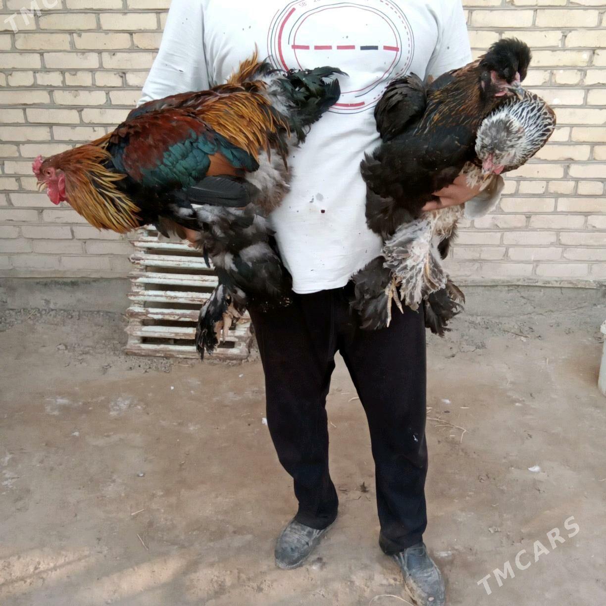 towuklar - Туркменабат - img 3