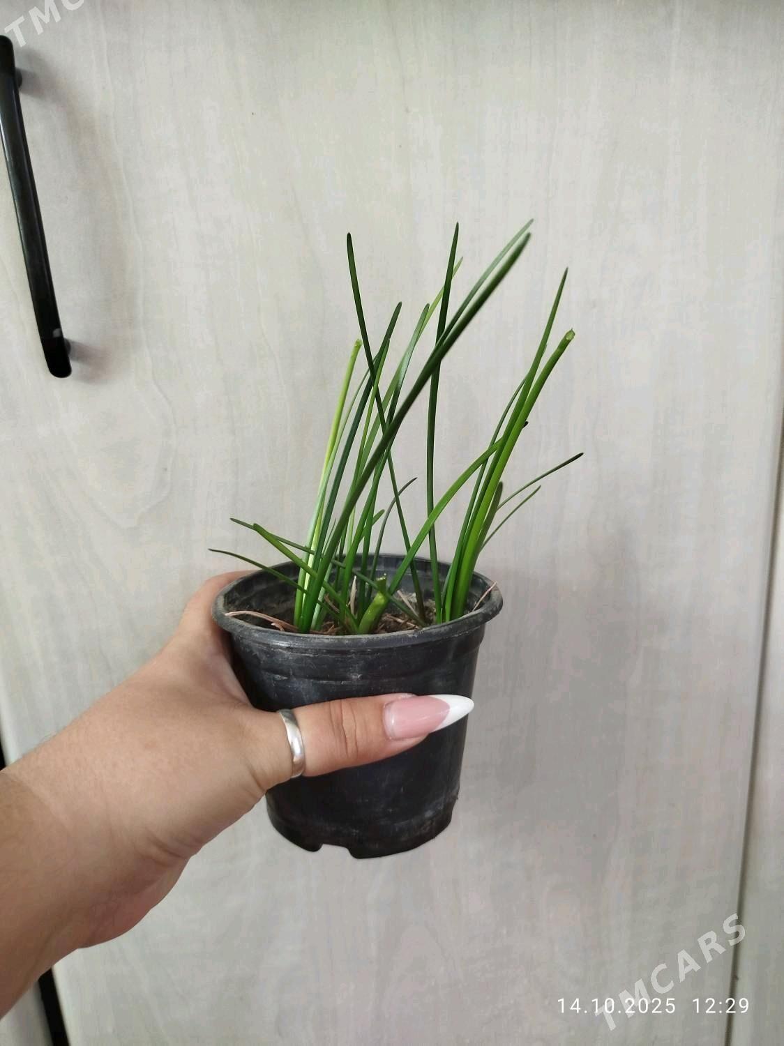 пеперомия - Ruhabat (90-njy razýezd) - img 5