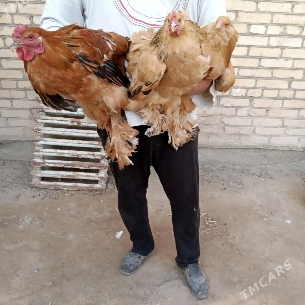 towuklar - Туркменабат - img 4