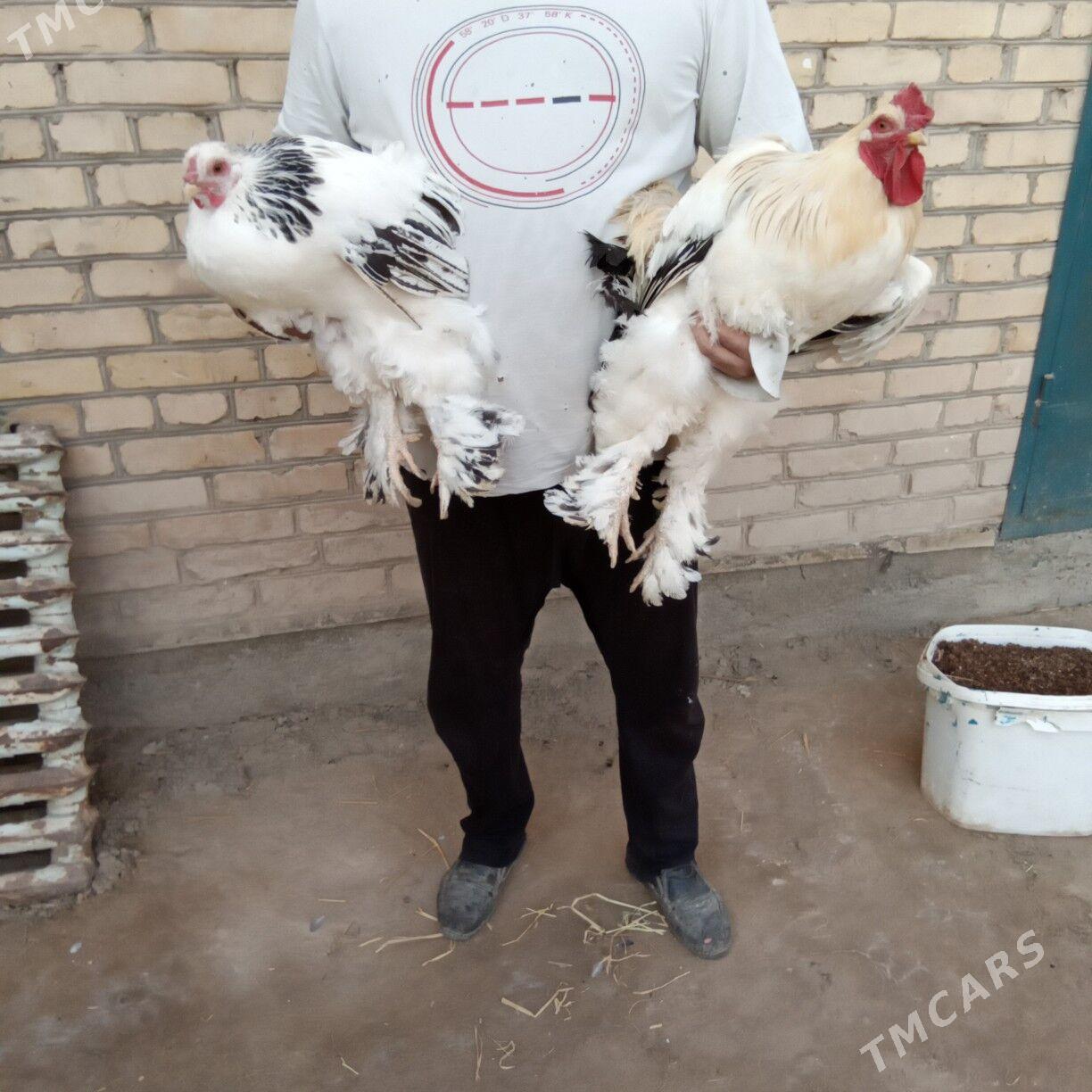 towuklar - Туркменабат - img 5