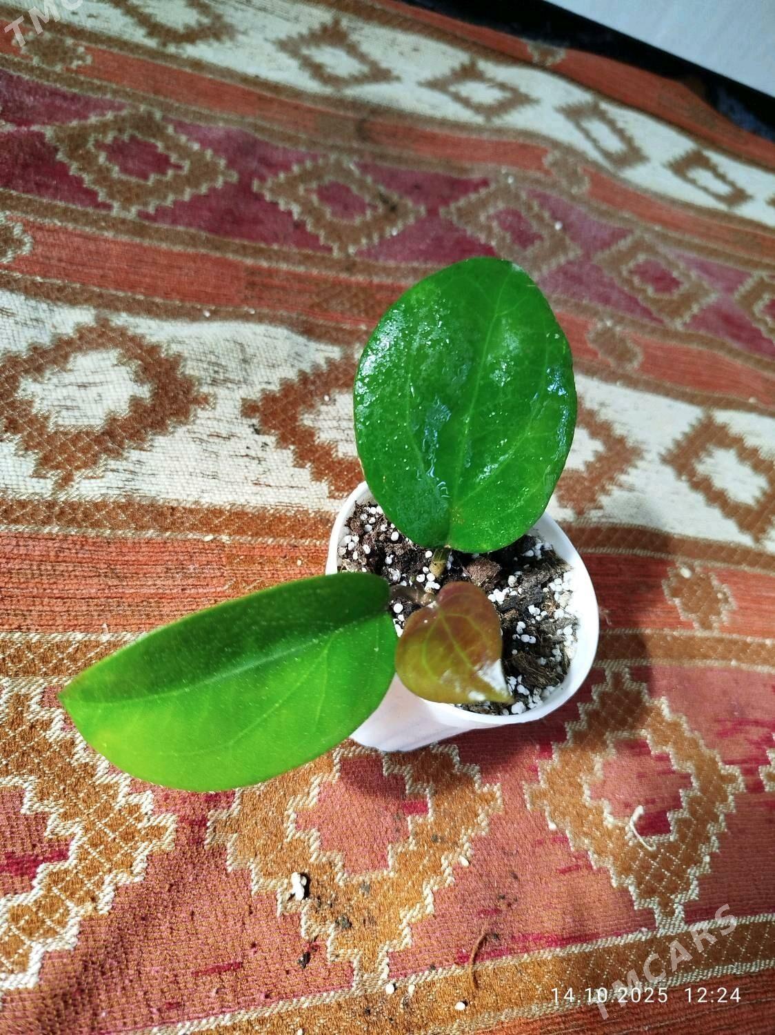 пеперомия - Ruhabat (90-njy razýezd) - img 6