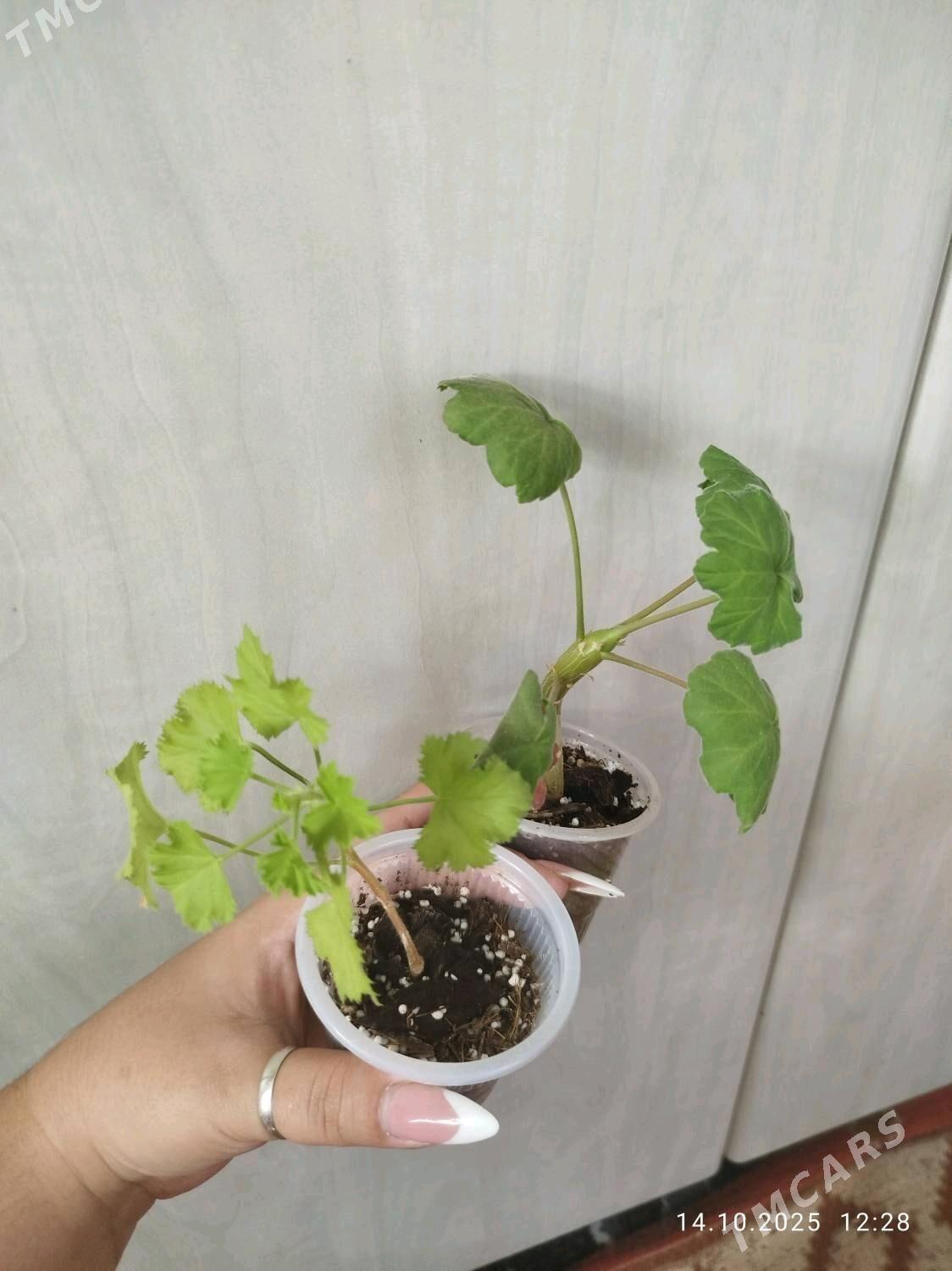 пеперомия - Ruhabat (90-njy razýezd) - img 8