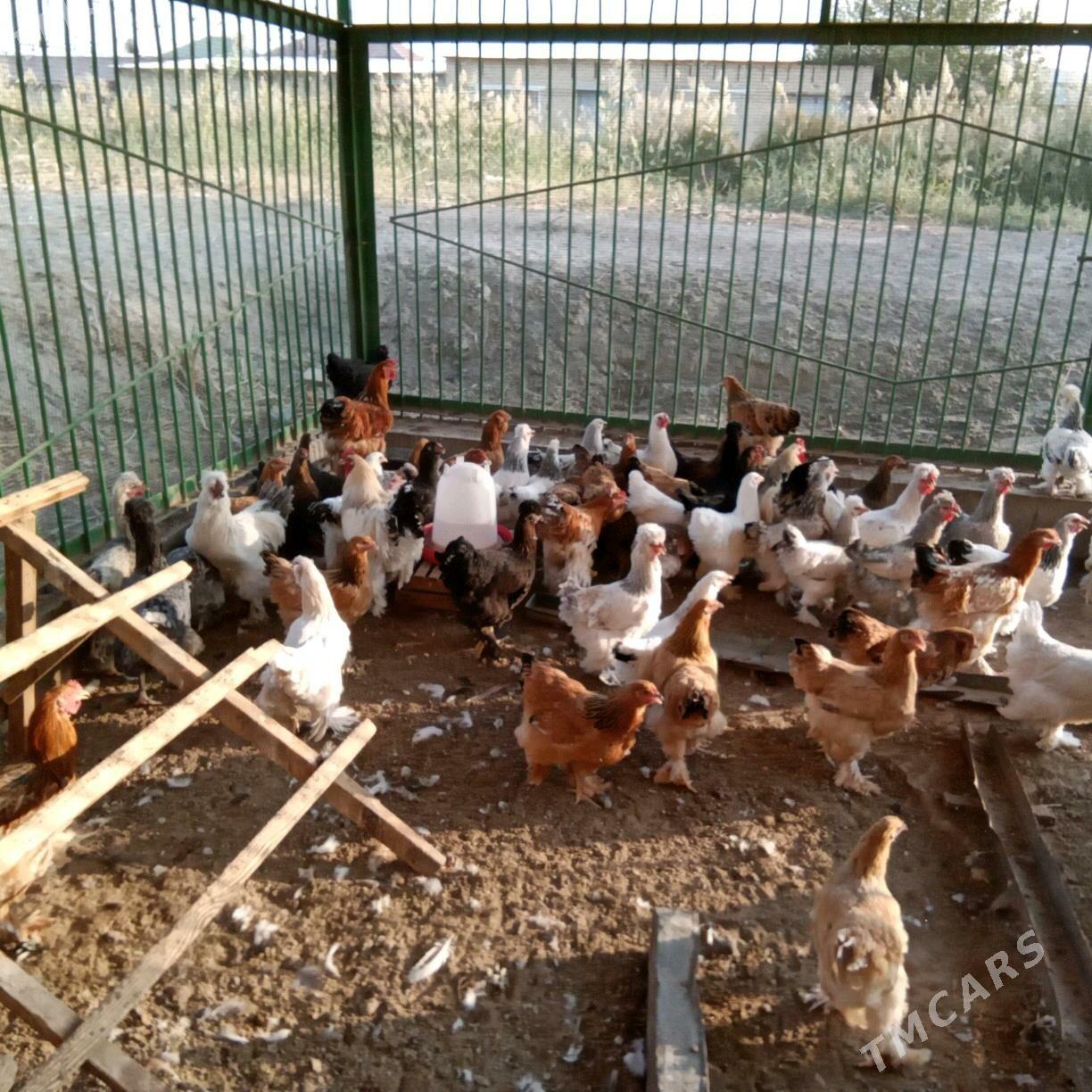 towuklar - Туркменабат - img 7