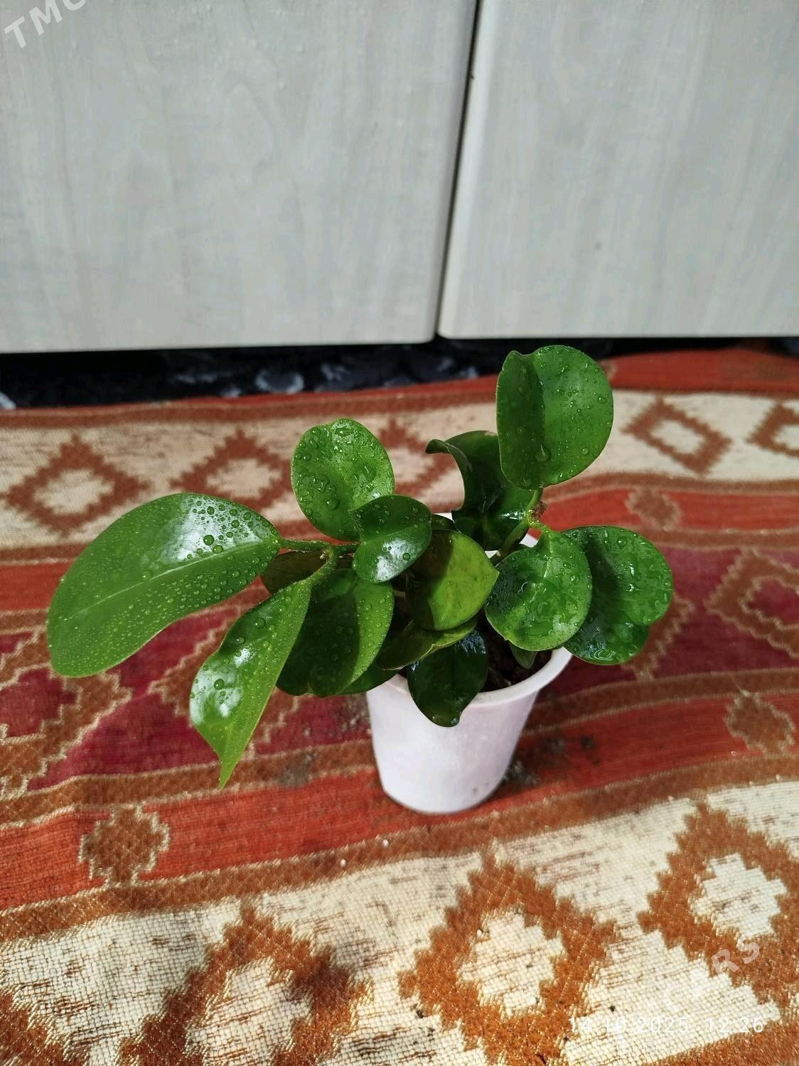 пеперомия - Ruhabat (90-njy razýezd) - img 10