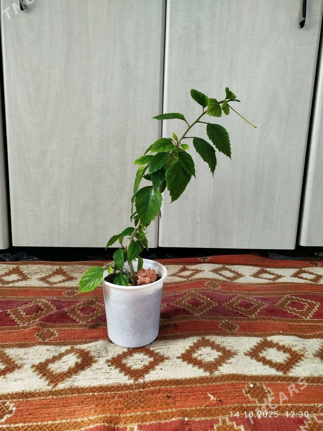 пеперомия - Ruhabat (90-njy razýezd) - img 9