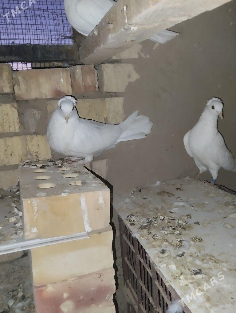 Kepderi️ - Каракумский этрап - img 5