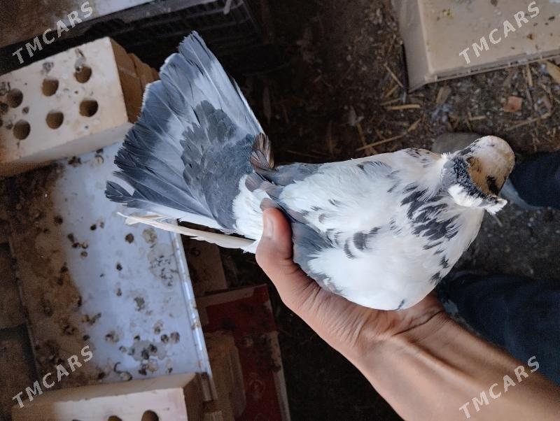 Kepderi️ - Каракумский этрап - img 6