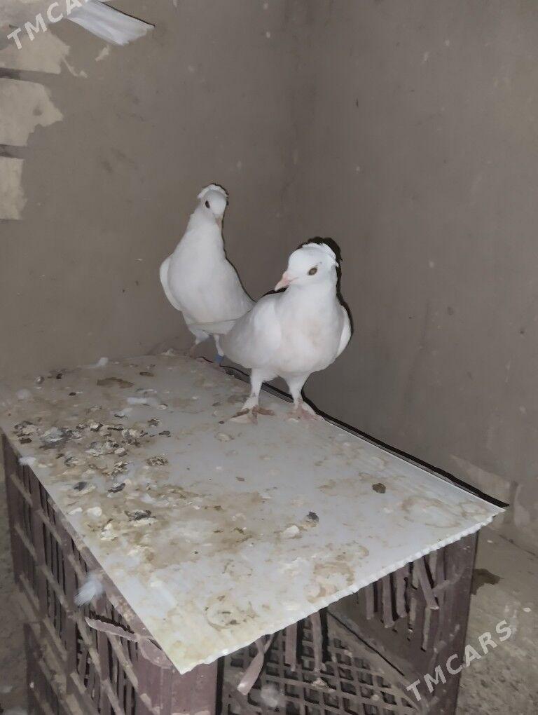 Kepderi️ - Каракумский этрап - img 2