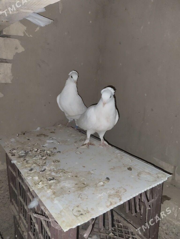 Kepderi️ - Каракумский этрап - img 4