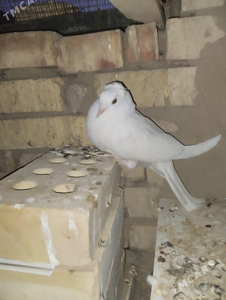 Kepderi️ - Каракумский этрап - img 1