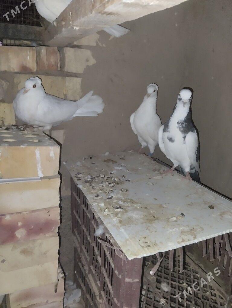 Kepderi️ - Каракумский этрап - img 3