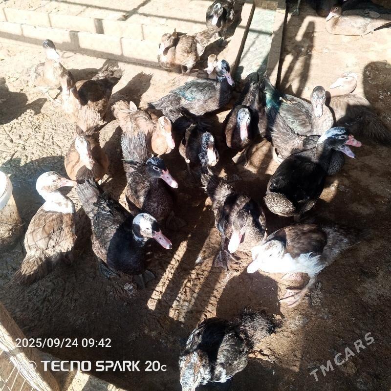 indautga - Büzmeýin - img 2