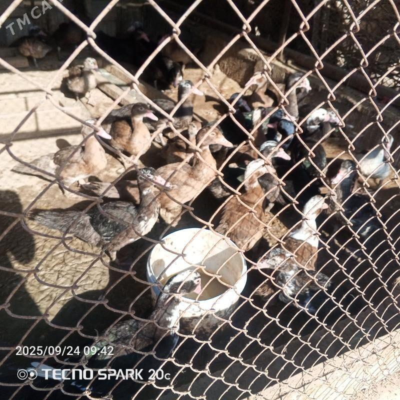 indautga - Büzmeýin - img 3