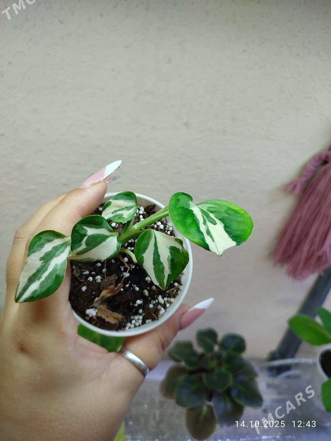 Колеус - Ruhabat (90-njy razýezd) - img 9