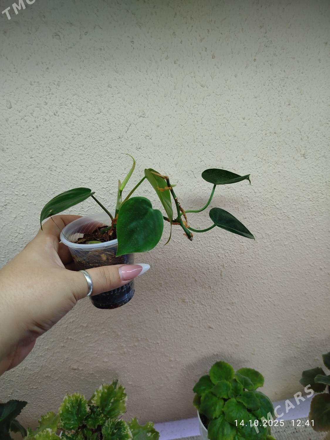 Колеус - Ruhabat (90-njy razýezd) - img 5