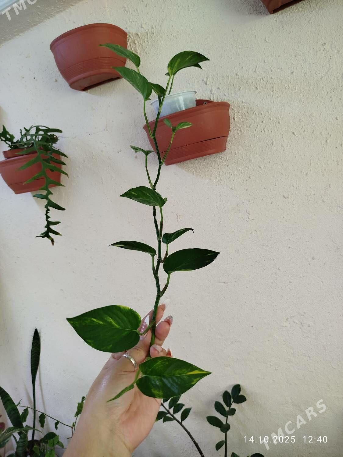 Колеус - Ruhabat (90-njy razýezd) - img 10