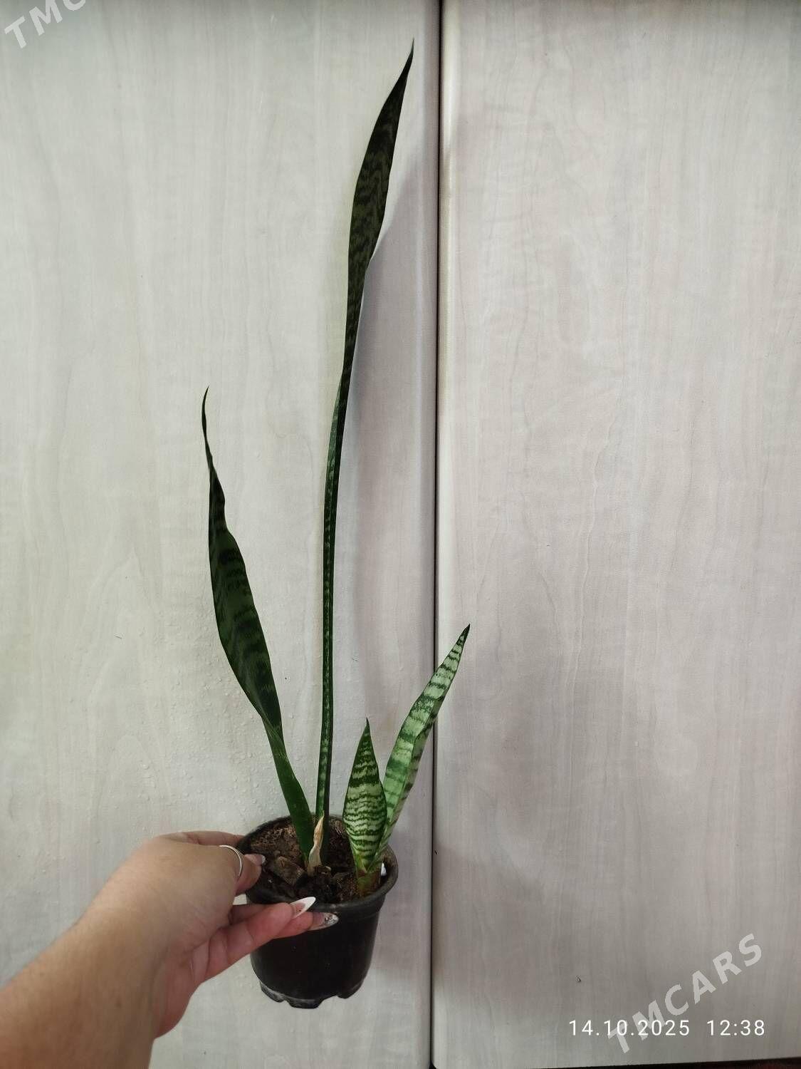 Колеус - Ruhabat (90-njy razýezd) - img 2