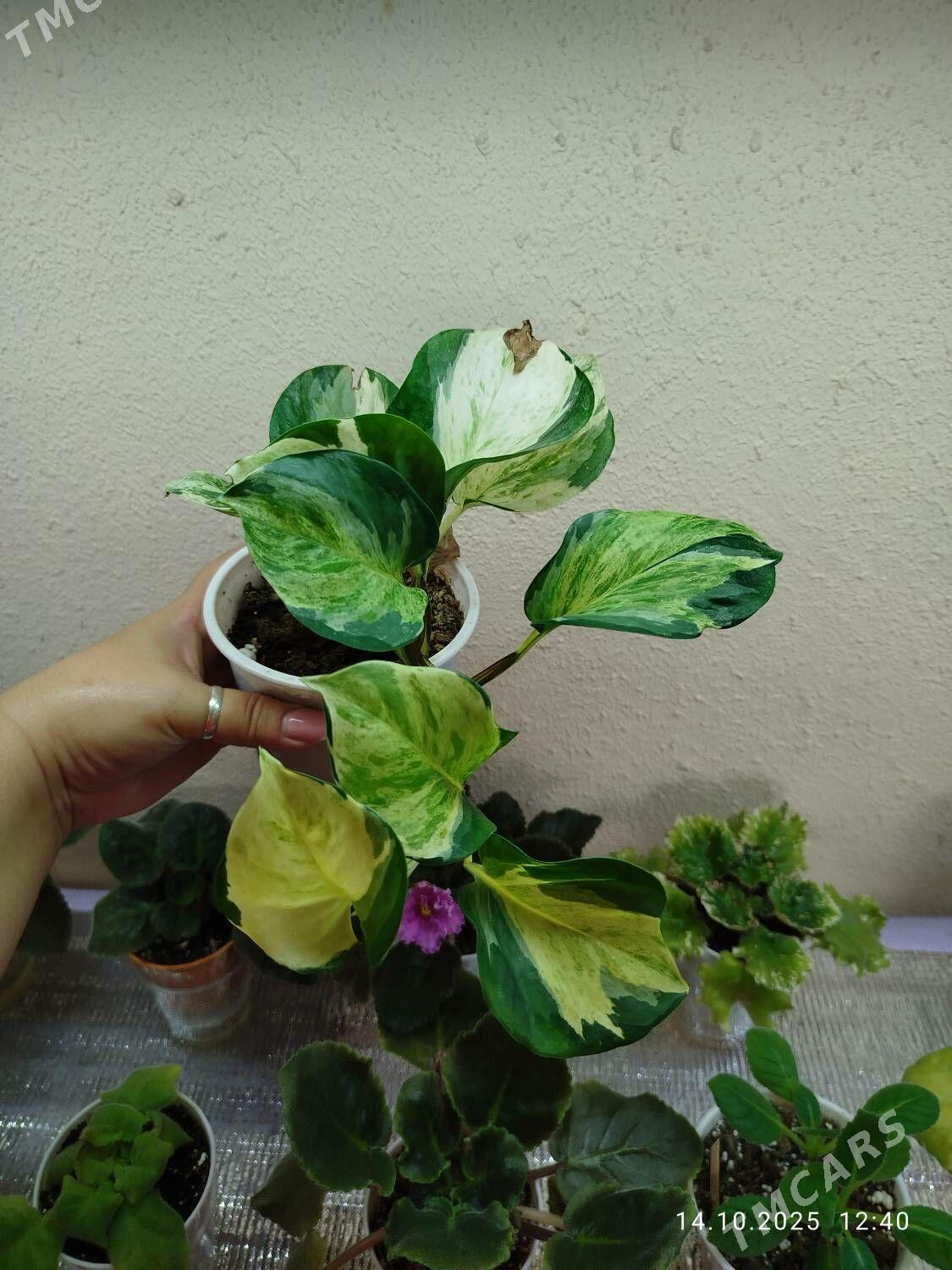 Колеус - Ruhabat (90-njy razýezd) - img 4