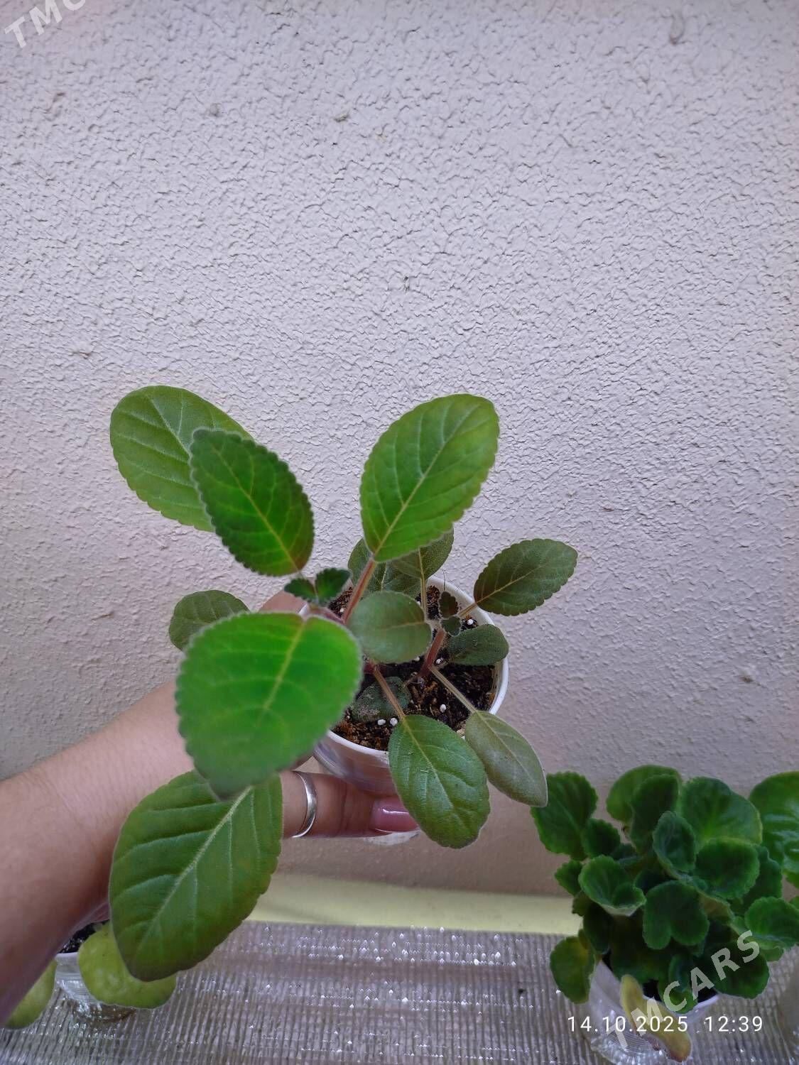 Колеус - Ruhabat (90-njy razýezd) - img 6