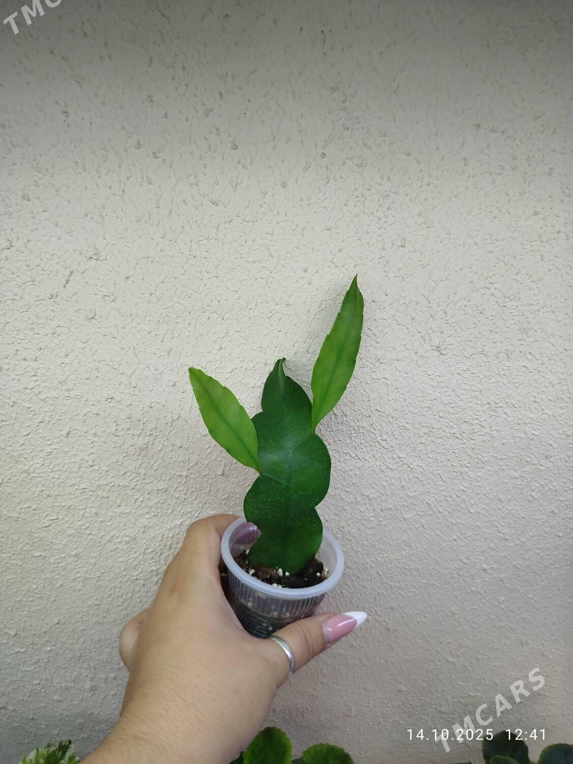 Колеус - Ruhabat (90-njy razýezd) - img 3