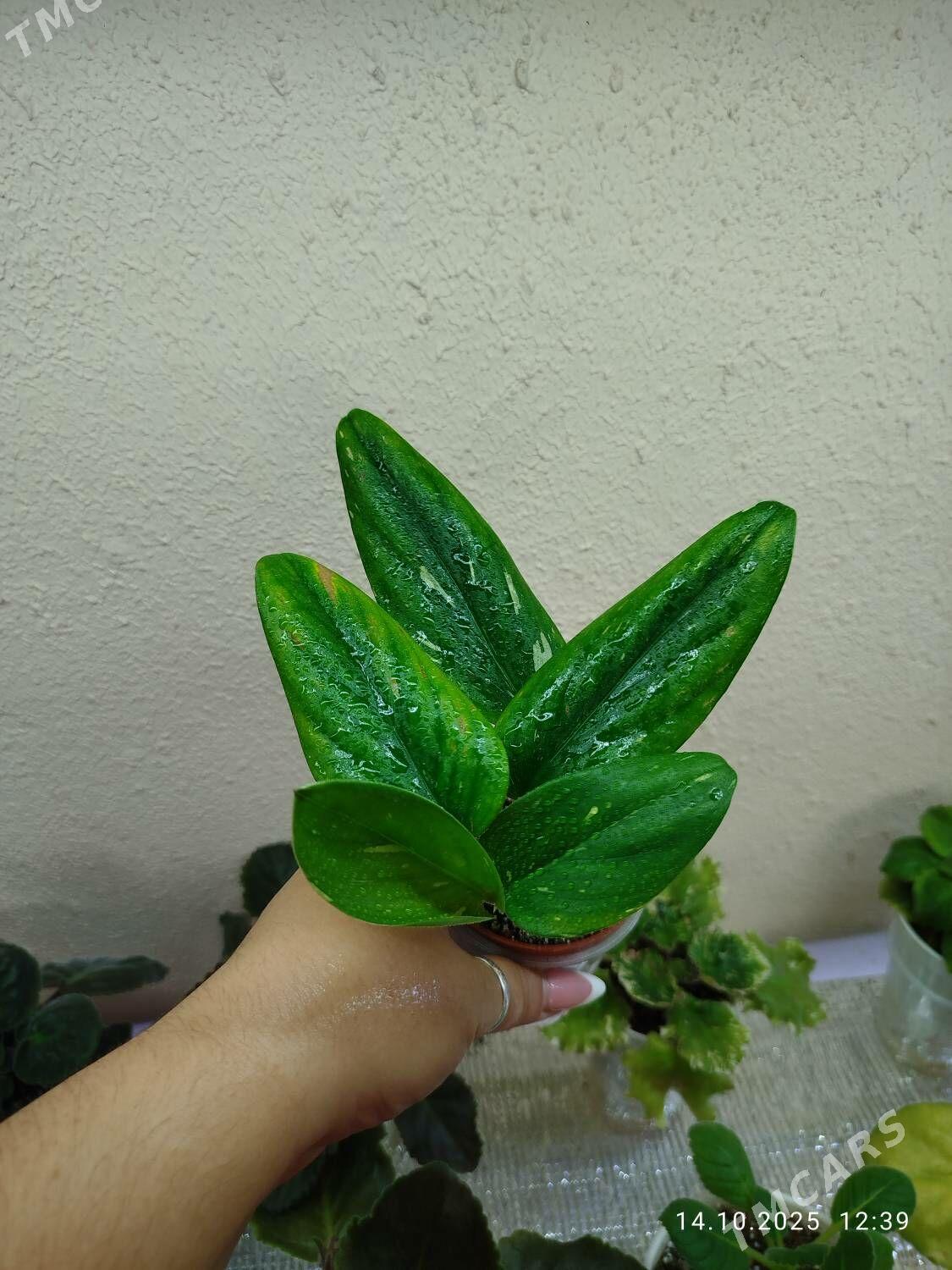 Колеус - Ruhabat (90-njy razýezd) - img 7