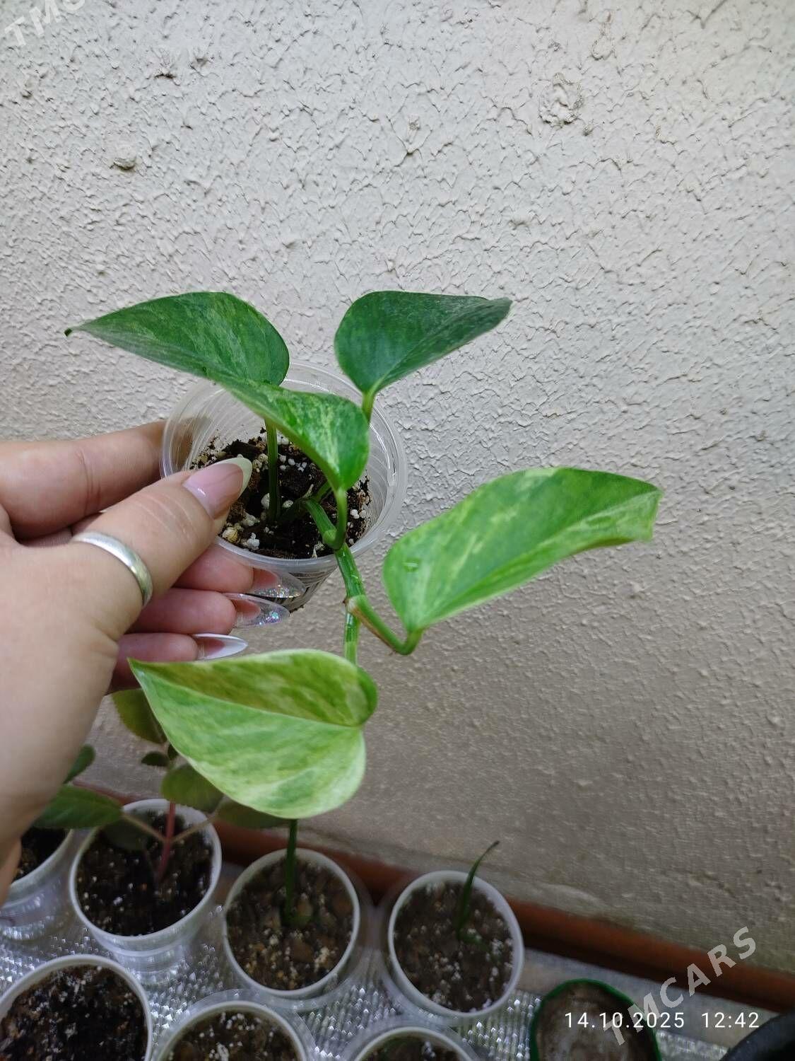 Колеус - Ruhabat (90-njy razýezd) - img 8