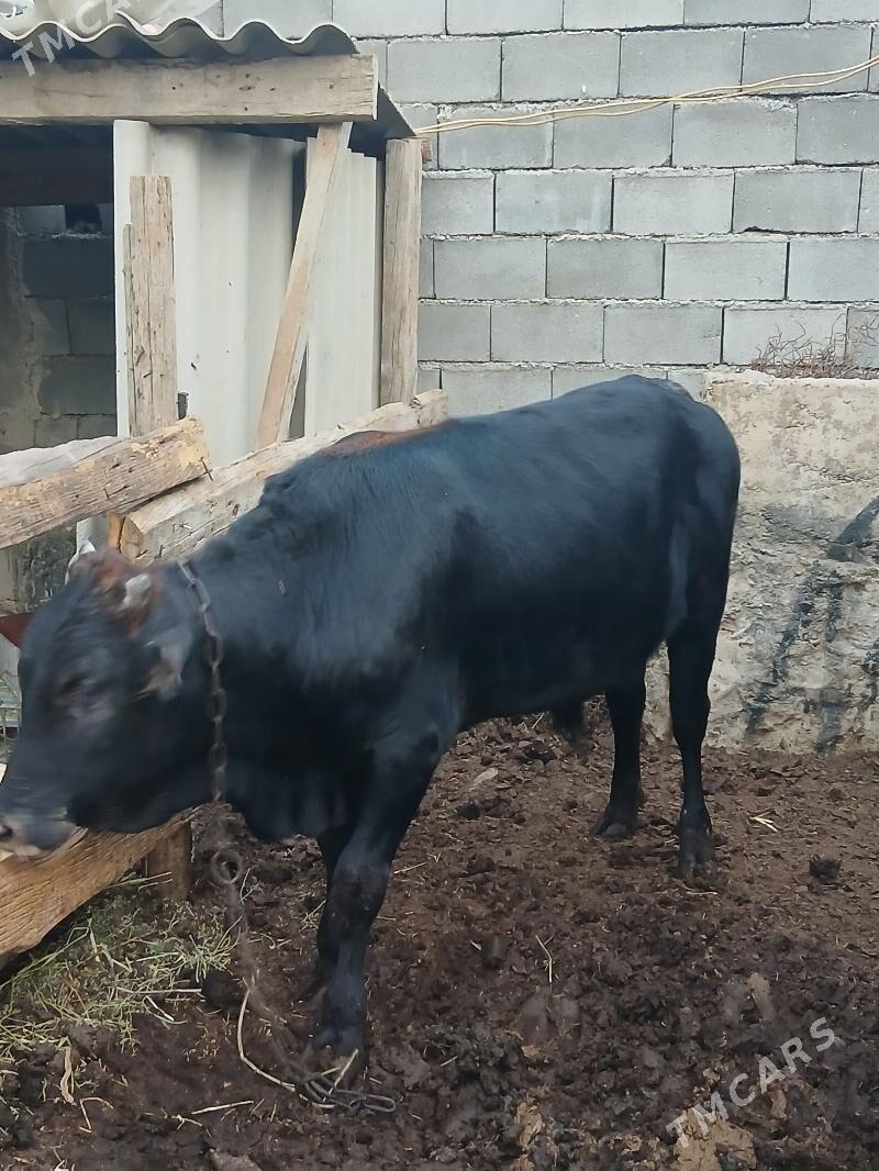 bakylan okuzler - Herrikgala - img 1