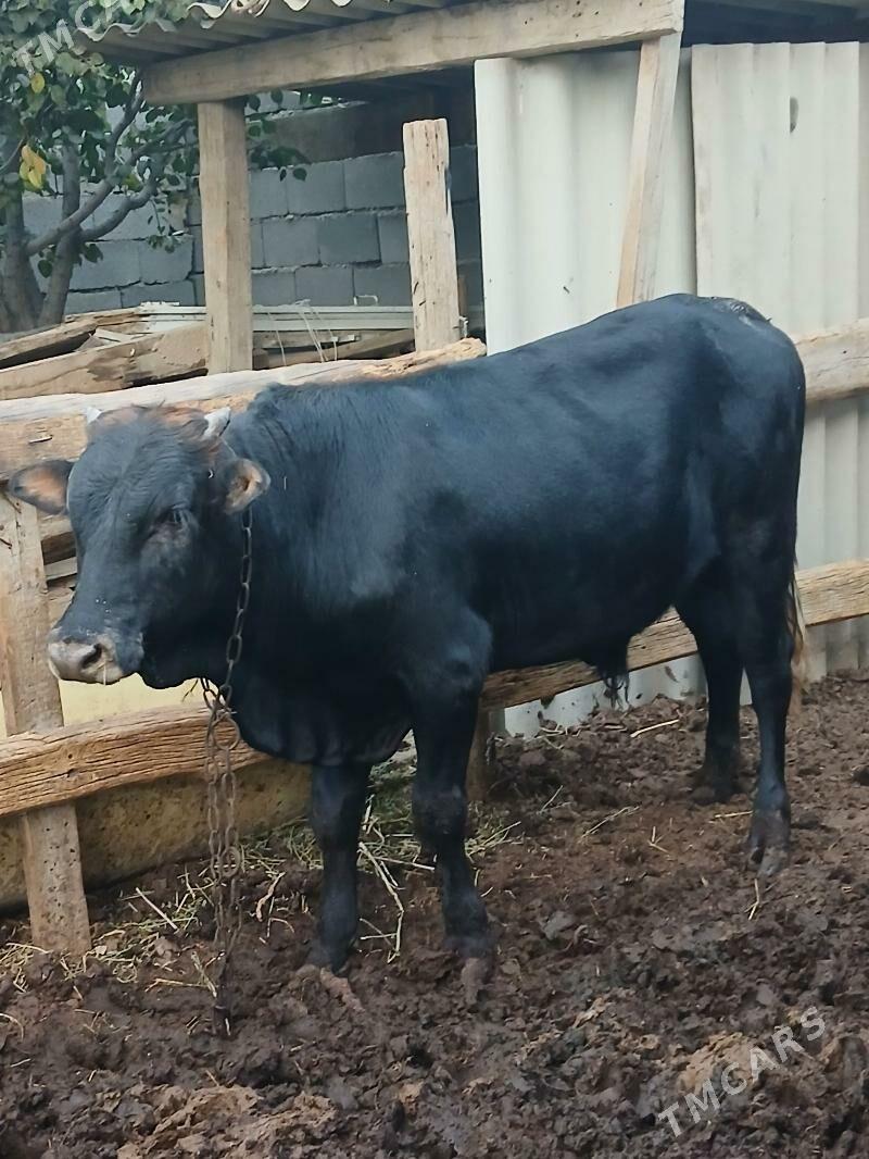 bakylan okuzler - Herrikgala - img 3