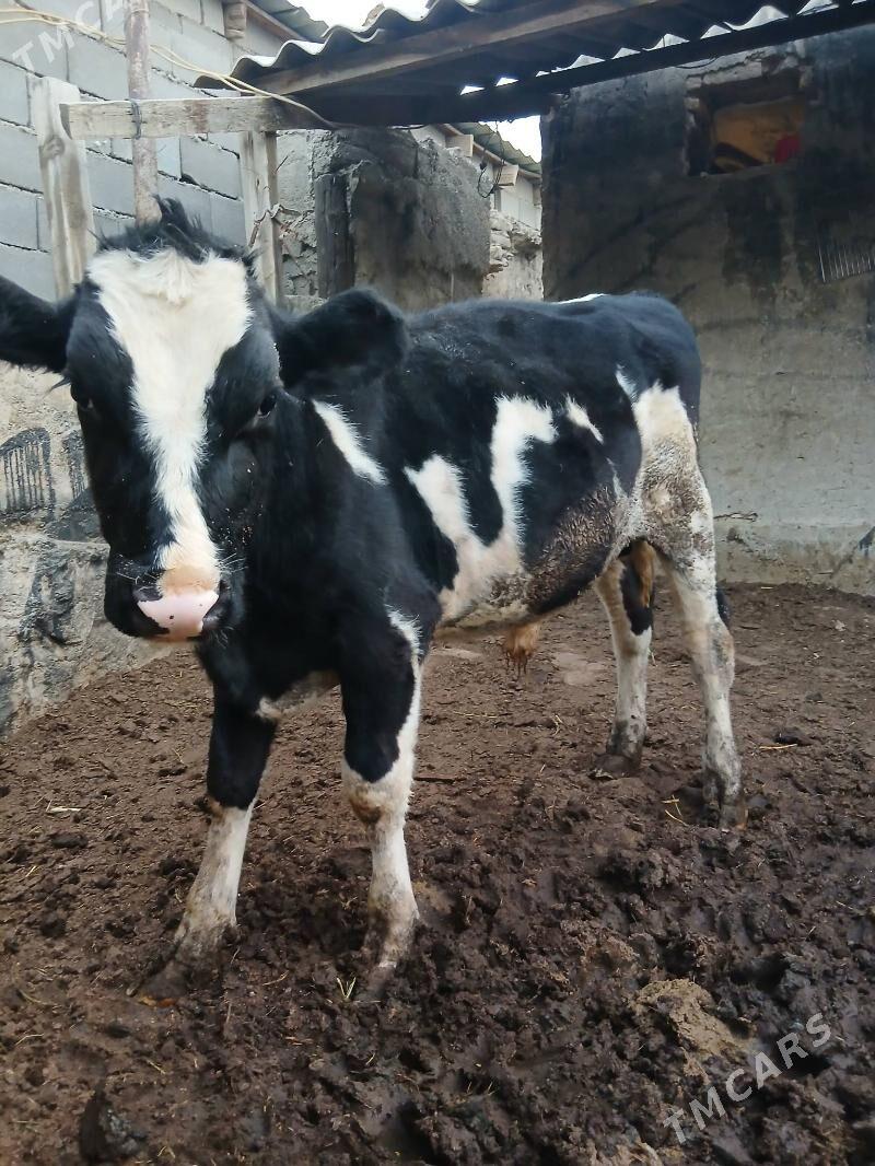 bakylan okuzler - Herrikgala - img 5