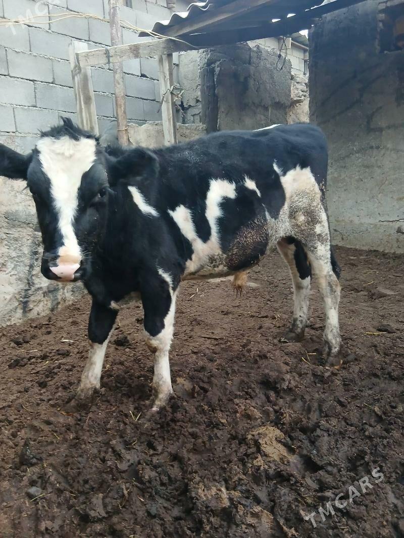 bakylan okuzler - Herrikgala - img 4