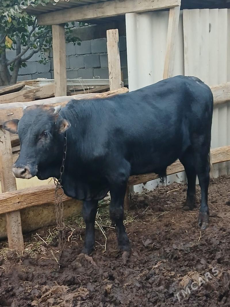 bakylan okuzler - Herrikgala - img 2