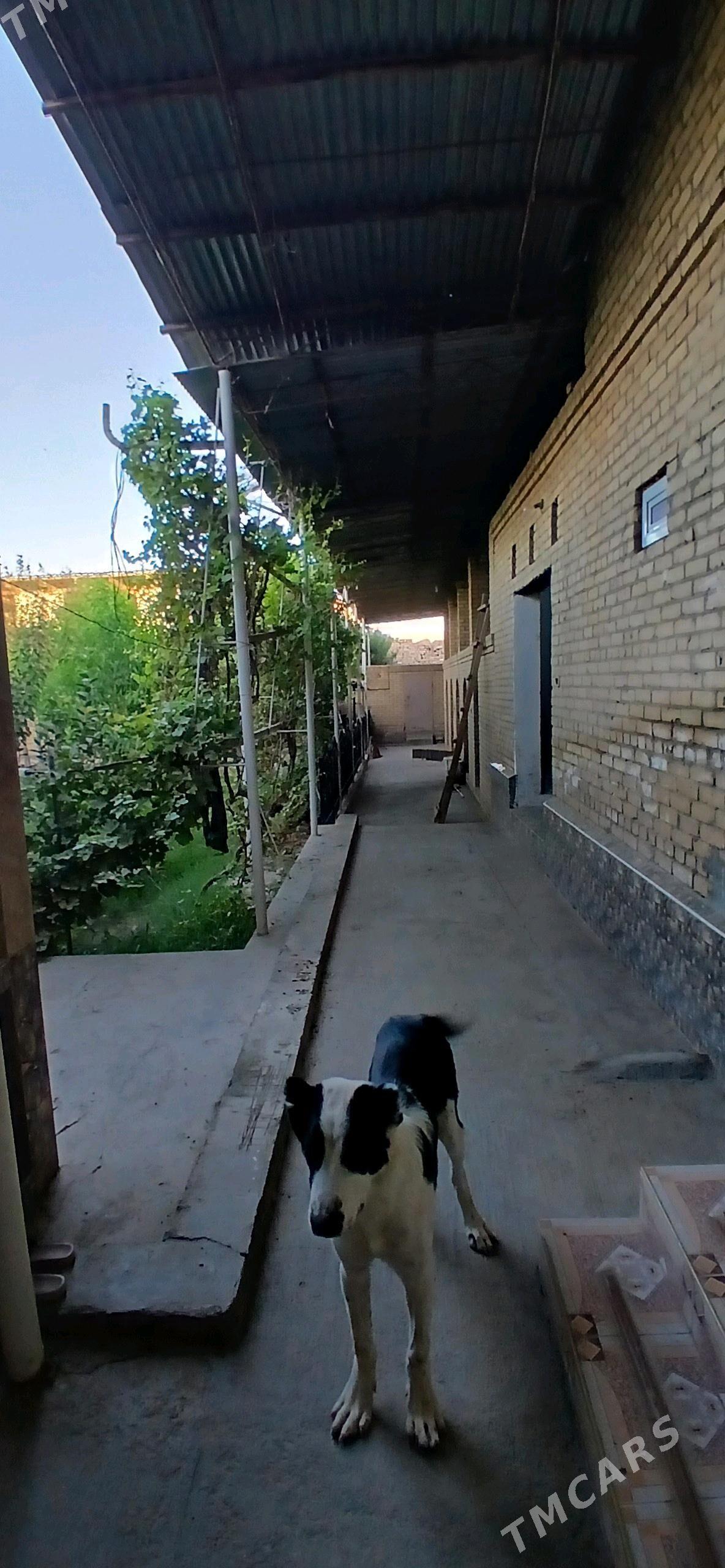 Kärende jaÿ Budÿon - Türkmenabat - img 6