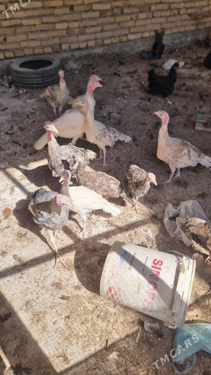 induk - Çärjew - img 1