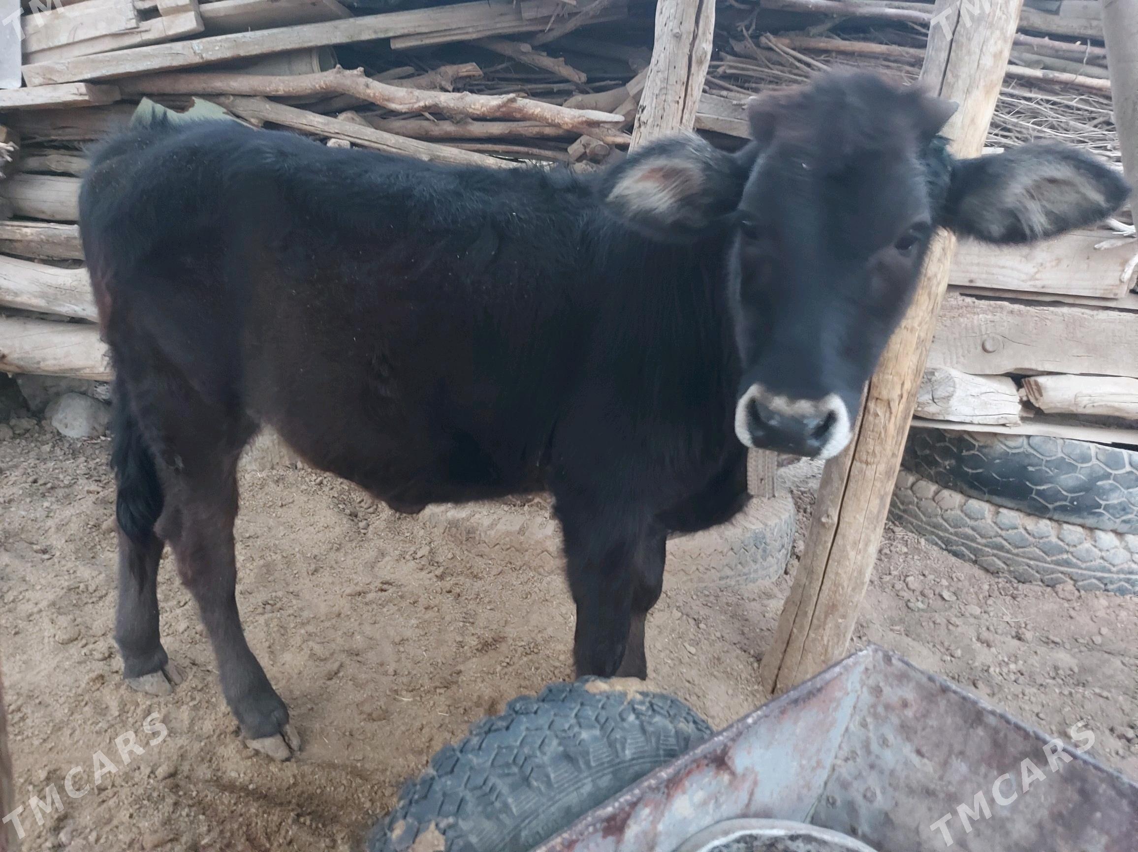 ГУЛОЖУН - Mary - img 2