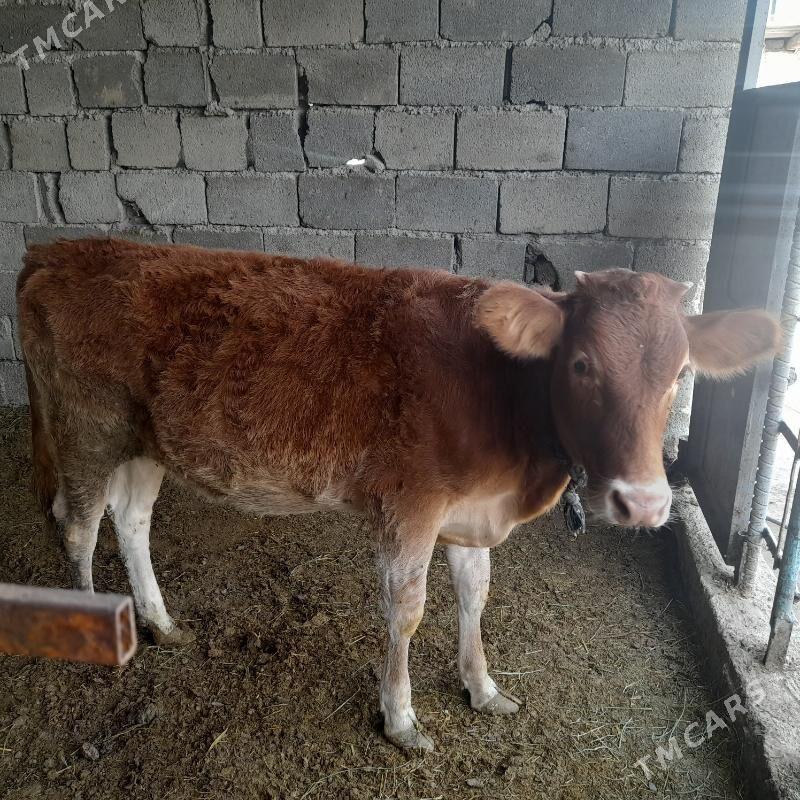 Tuwe tohum - Gökdepe - img 2